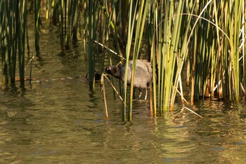 2021年10月29日(金) 三ツ池公園(横浜市鶴見区)の野鳥観察記録