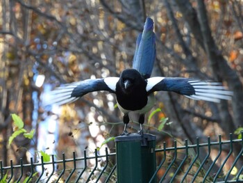 カササギ 奥林匹克森林公園(北京) 2021年10月31日(日)