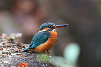 Common Kingfisher Unknown Spots Sun, 10/31/2021