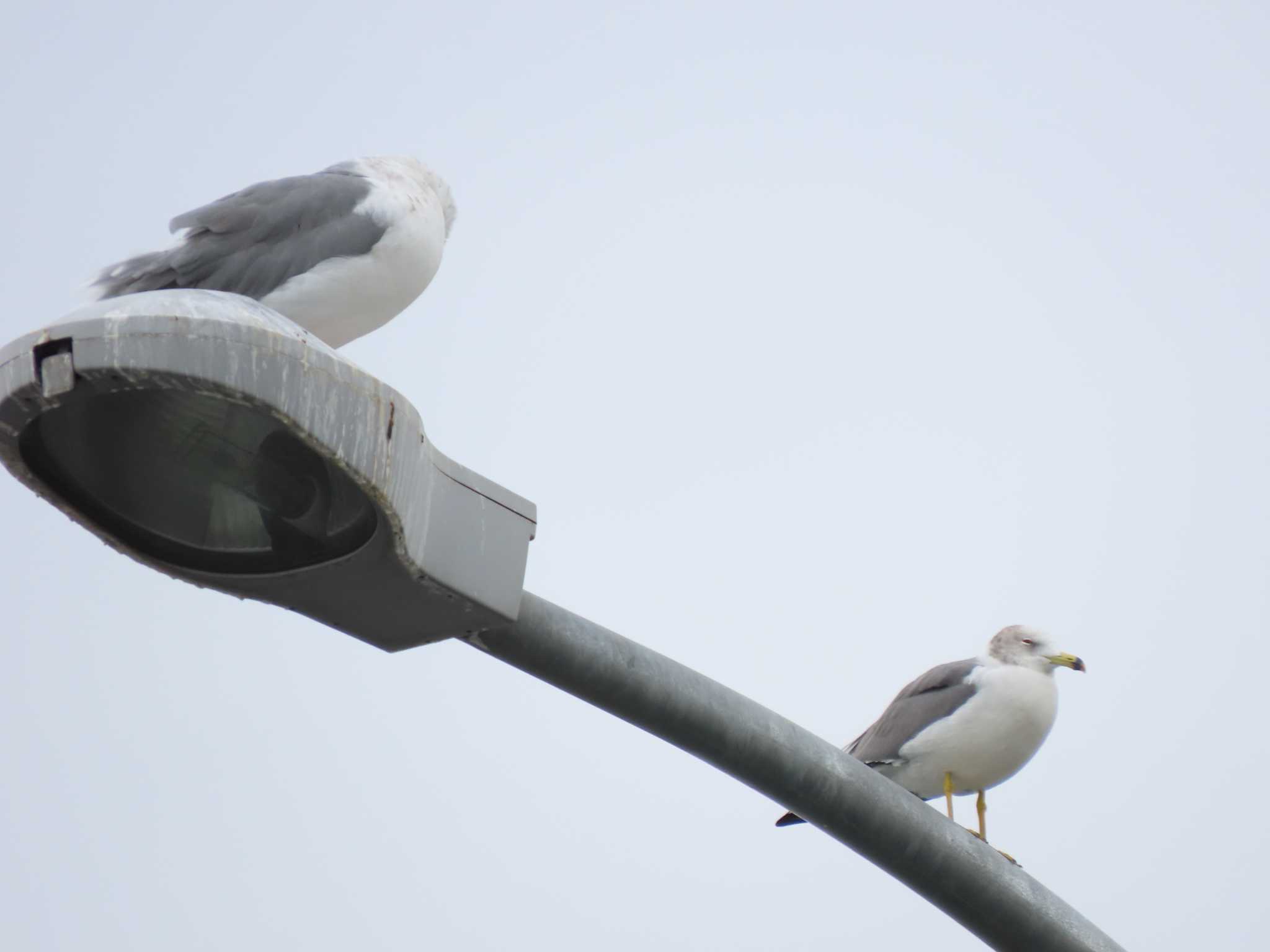 ウミネコ