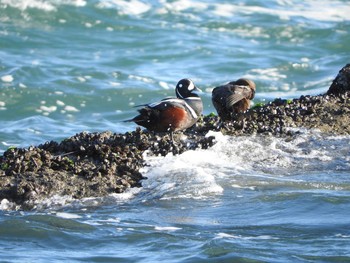 Harlequin Duck Unknown Spots Wed, 2/15/2017