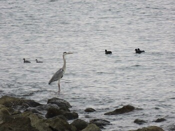 Sun, 10/31/2021 Birding report at 新木場緑道公園(東京都江東区)