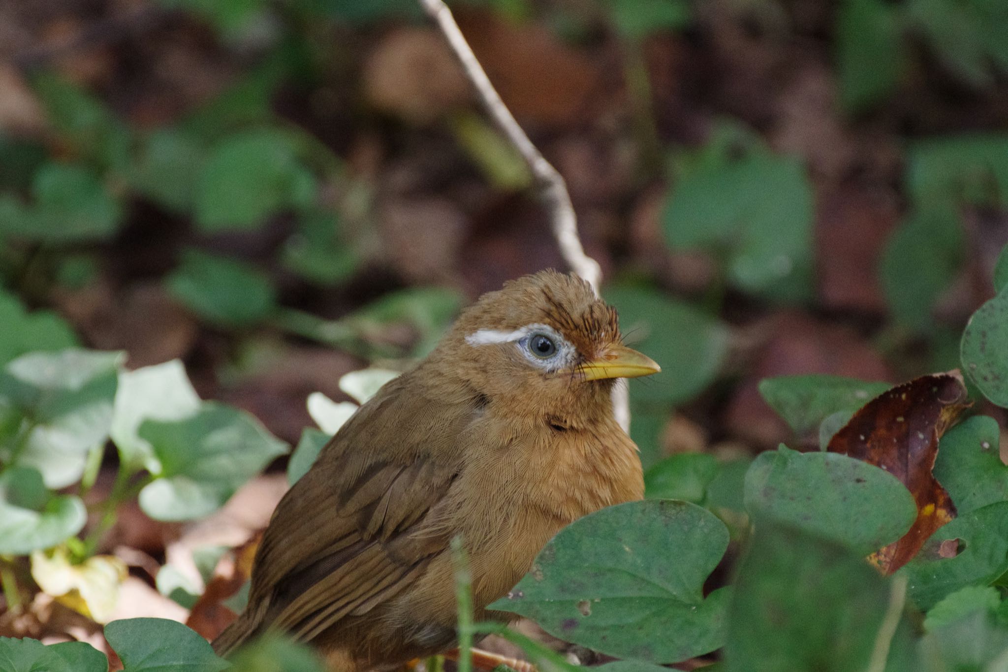 東京都立桜ヶ丘公園(聖蹟桜ヶ丘) ガビチョウの写真 by Marco Birds