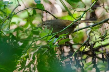 Japanese Bush Warbler 東京都立桜ヶ丘公園(聖蹟桜ヶ丘) Mon, 10/11/2021