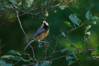 Varied Tit 東京都立桜ヶ丘公園(聖蹟桜ヶ丘) Mon, 10/11/2021