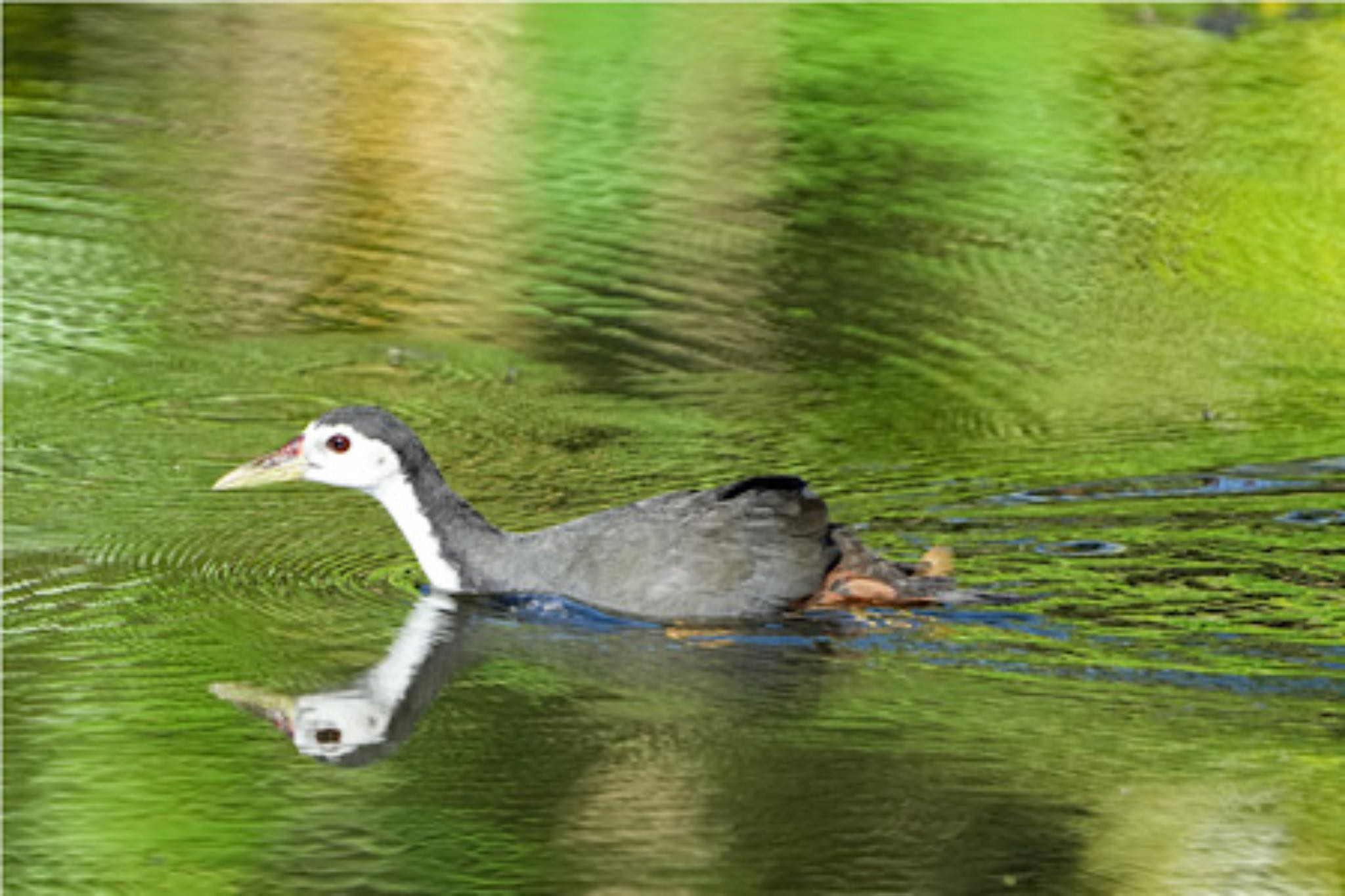 White-breasted Waterhen