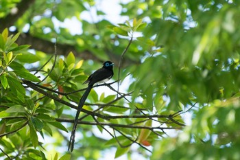 Black Paradise Flycatcher Osaka castle park Fri, 5/5/2017