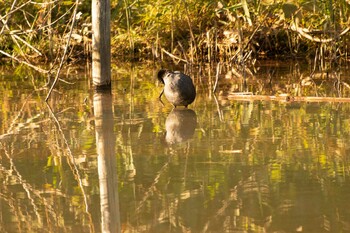 2021年10月30日(土) 舞岡公園の野鳥観察記録