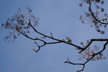 2021年10月30日(土) 戸隠森林植物園(戸隠森林公園)の野鳥観察記録