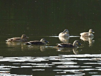 Mallard 緑池 Sun, 10/31/2021