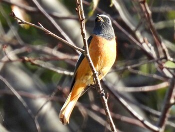 Daurian Redstart 日本ラインうぬまの森 Sun, 10/31/2021