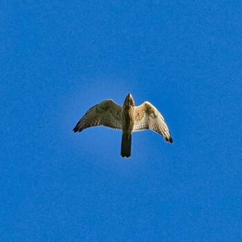 Crested Goshawk Radar Hill(Thailand, Prachuap Khiri Khan) Fri, 10/22/2021