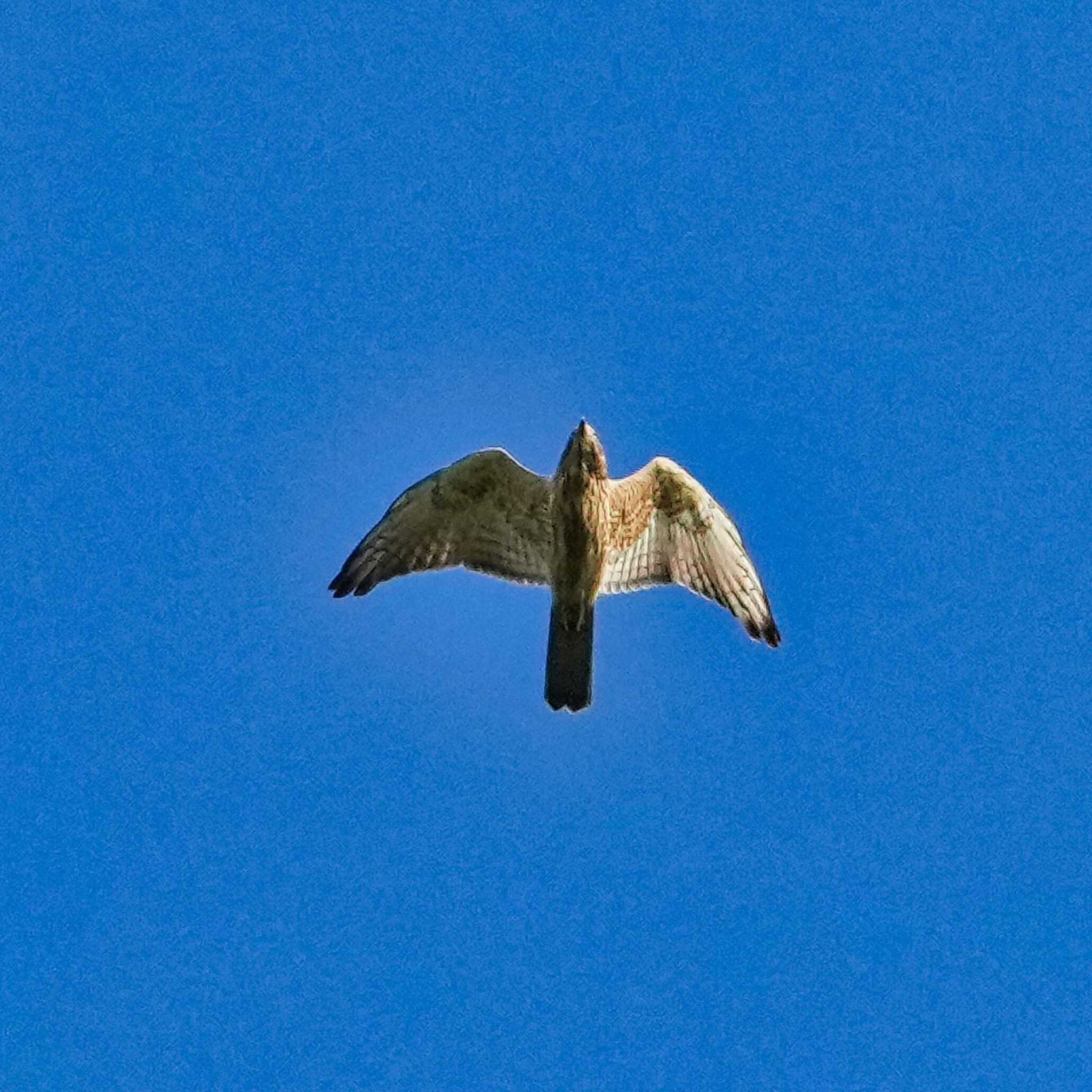 Crested Goshawk