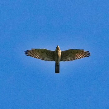 Crested Goshawk Radar Hill(Thailand, Prachuap Khiri Khan) Fri, 10/22/2021