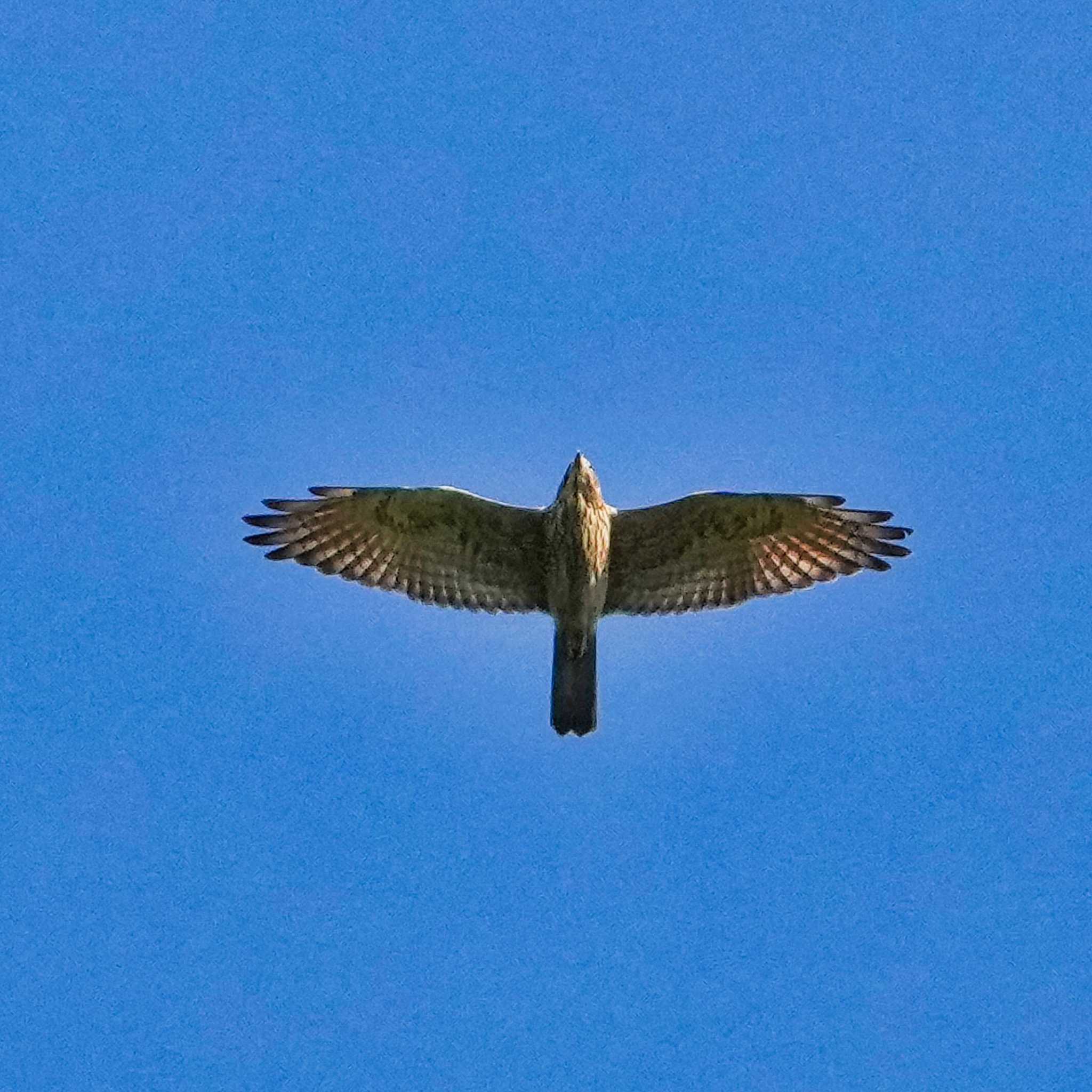 Crested Goshawk