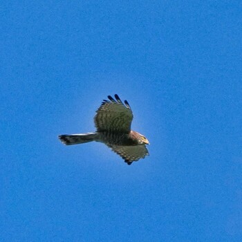 Crested Goshawk Radar Hill(Thailand, Prachuap Khiri Khan) Fri, 10/22/2021