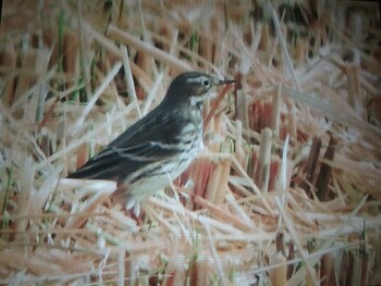 2021年10月31日(日) 天理市の野鳥観察記録