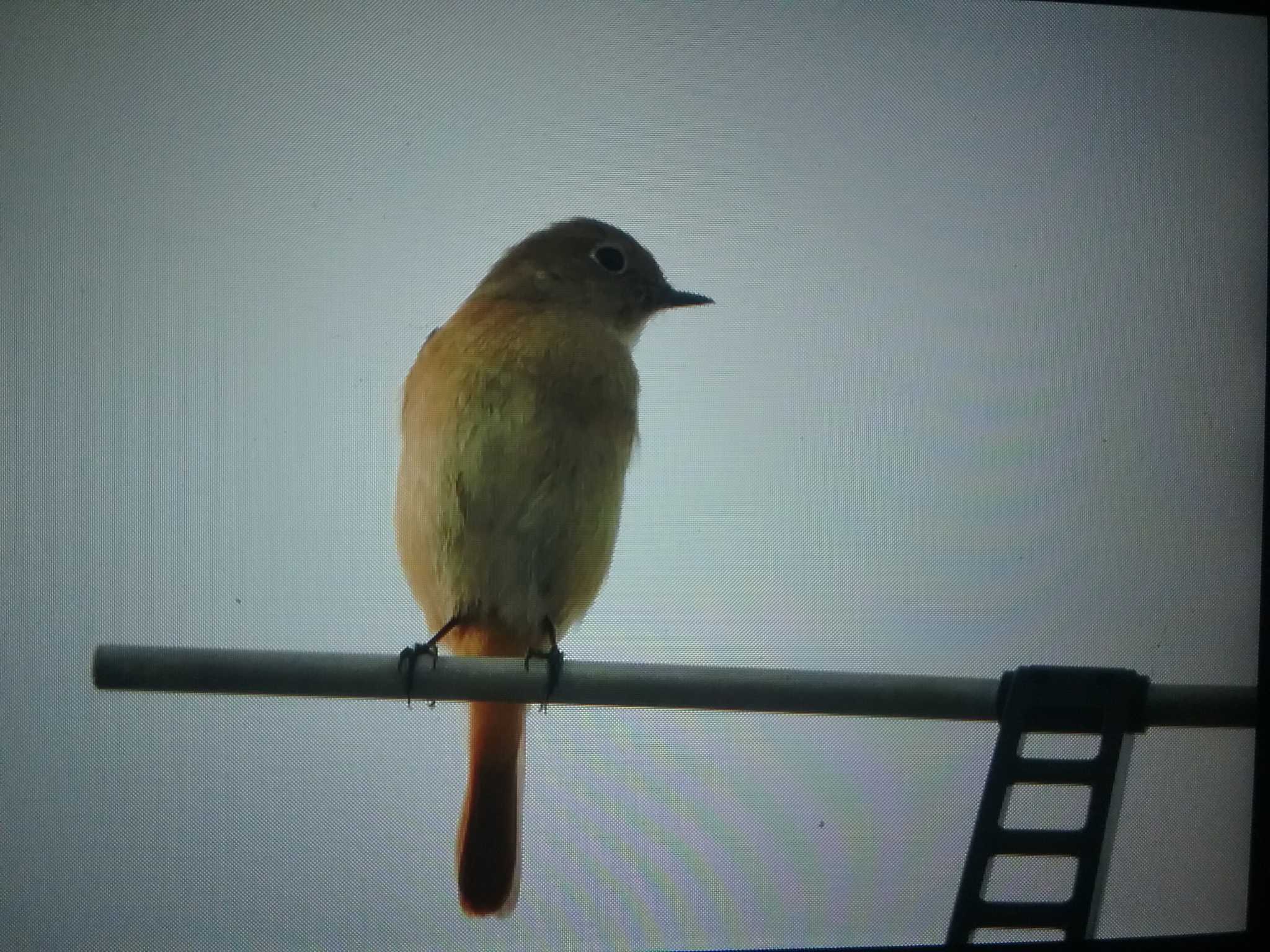 天理市 ジョウビタキの写真