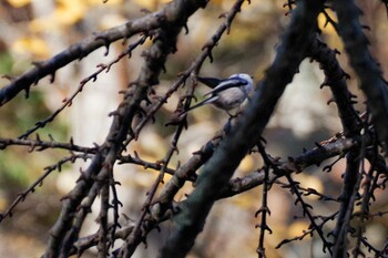 2021年10月30日(土) 千歳川(烏柵舞橋〜第四発電所付近)の野鳥観察記録