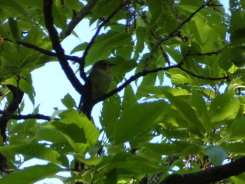 Narcissus Flycatcher Nagai Botanical Garden Fri, 5/5/2017