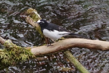 2021年10月31日(日) 千歳川(烏柵舞橋〜第四発電所付近)の野鳥観察記録