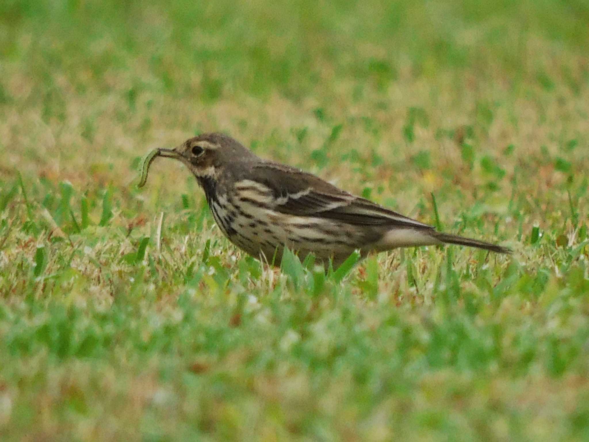 秋ヶ瀬公園(ピクニックの森) タヒバリの写真