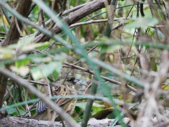 アオジ 秋ヶ瀬公園(ピクニックの森) 2021年10月31日(日)