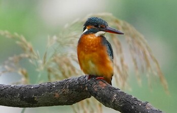 Common Kingfisher 千里南公園 Sun, 10/31/2021