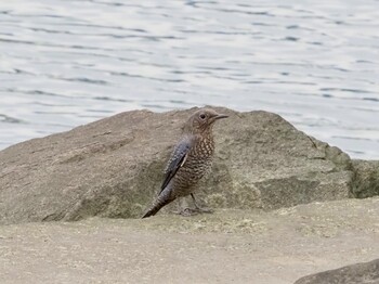 Blue Rock Thrush Kasai Rinkai Park Sun, 10/31/2021