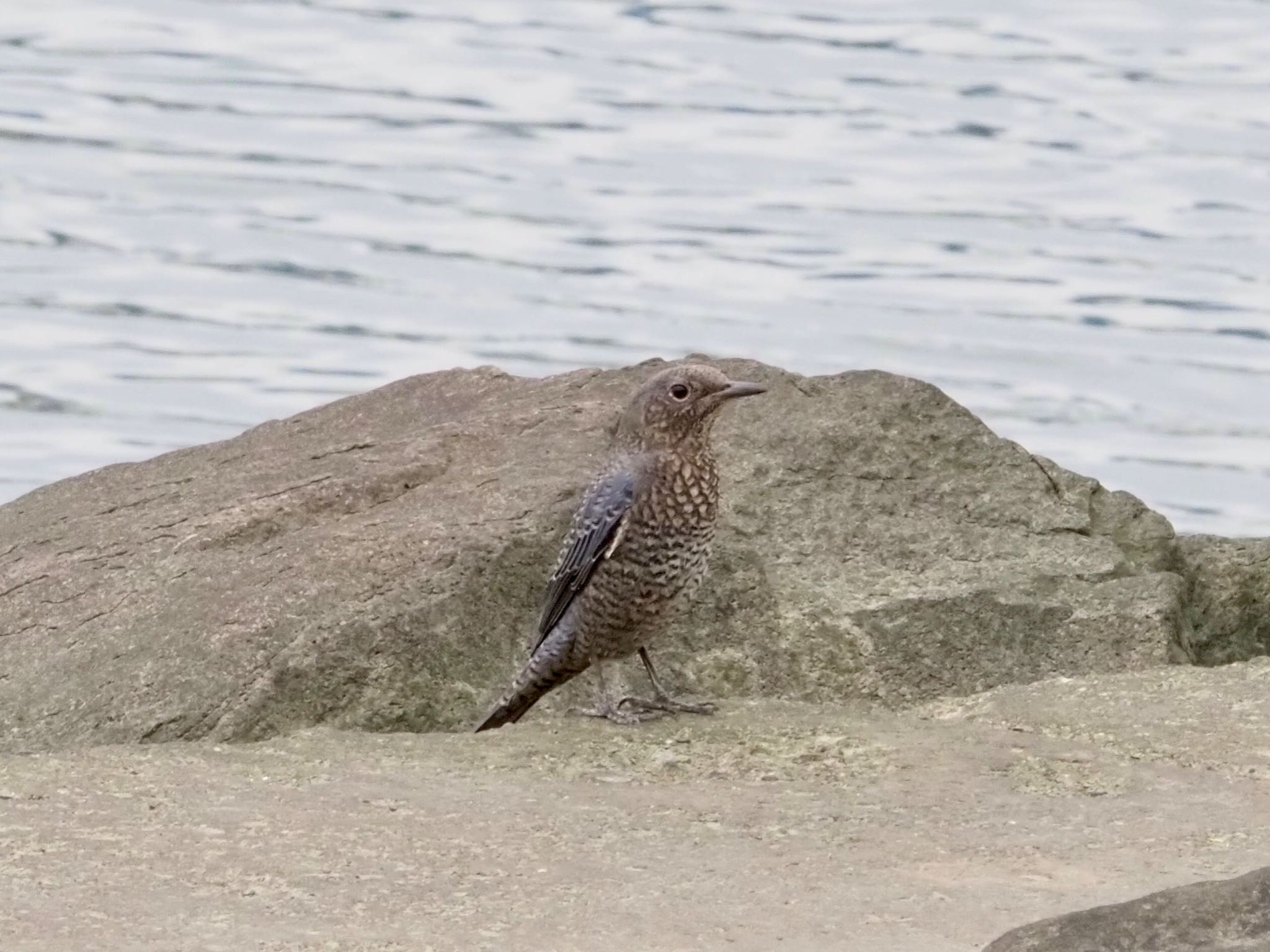 Photo of Blue Rock Thrush at Kasai Rinkai Park by shu118