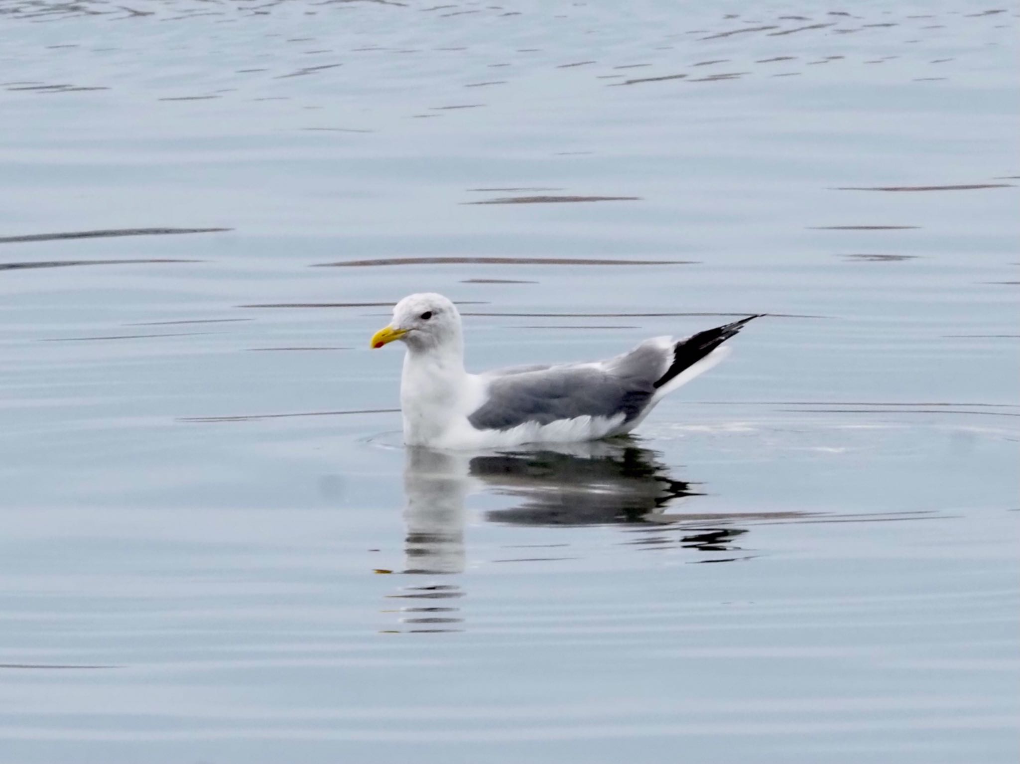 Photo of Vega Gull at Kasai Rinkai Park by shu118