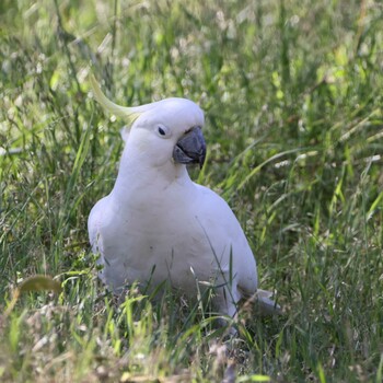 2021年10月31日(日) Westerfolds parkの野鳥観察記録