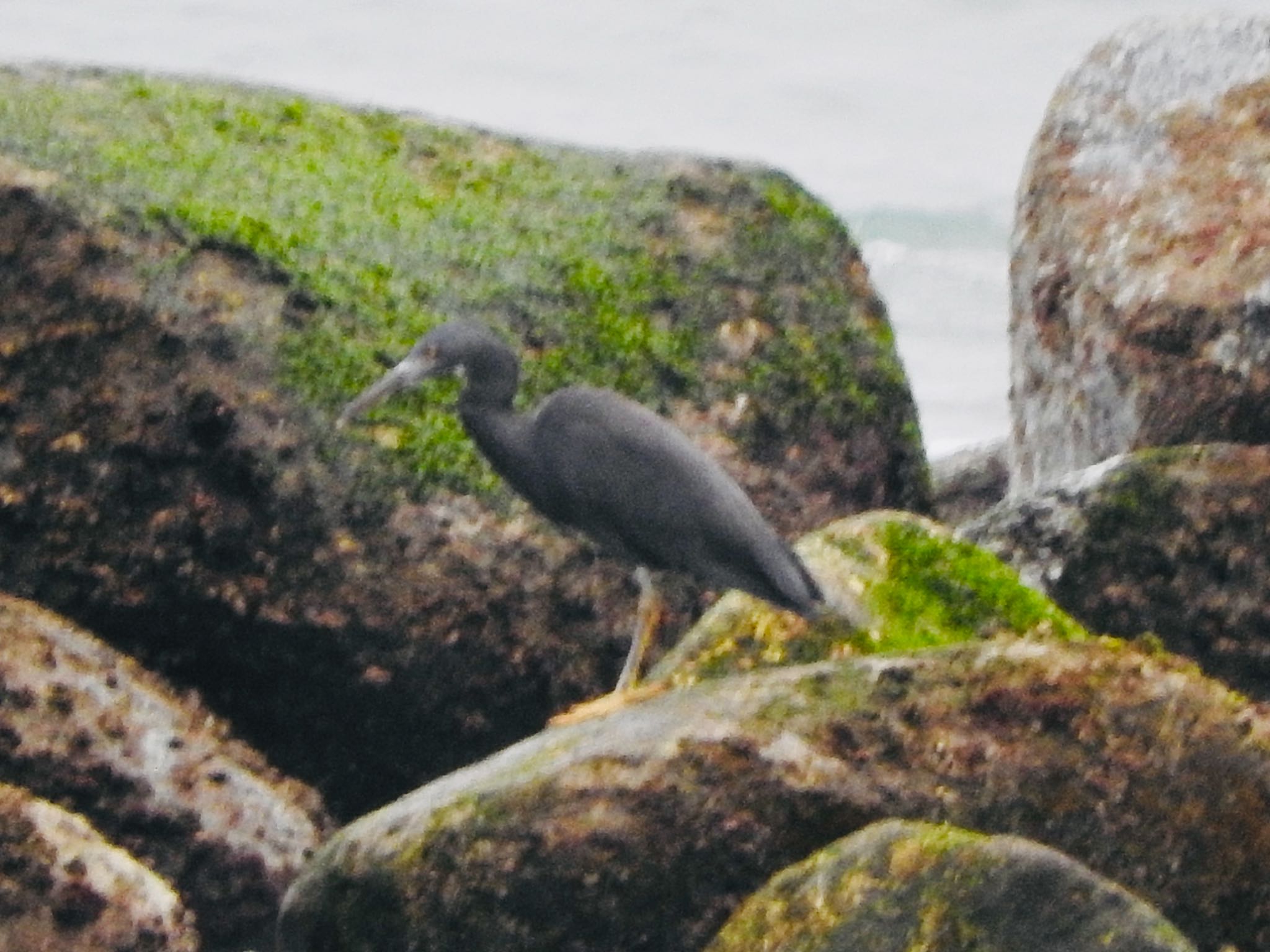 伊良湖岬 クロサギの写真