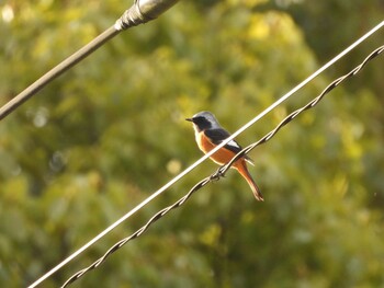 2021年10月24日(日) 山口県の野鳥観察記録