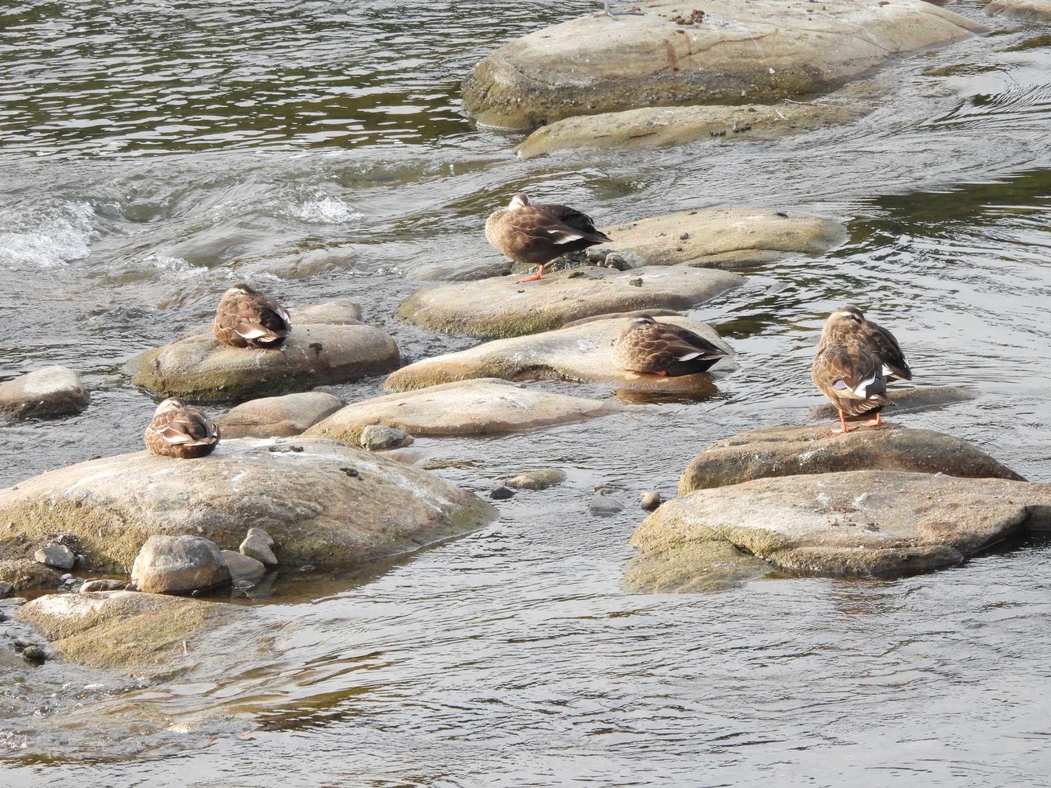 山口県 カルガモの写真