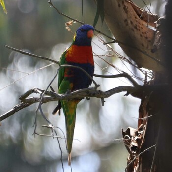 Rainbow Lorikeet Westerfolds park Sun, 10/31/2021