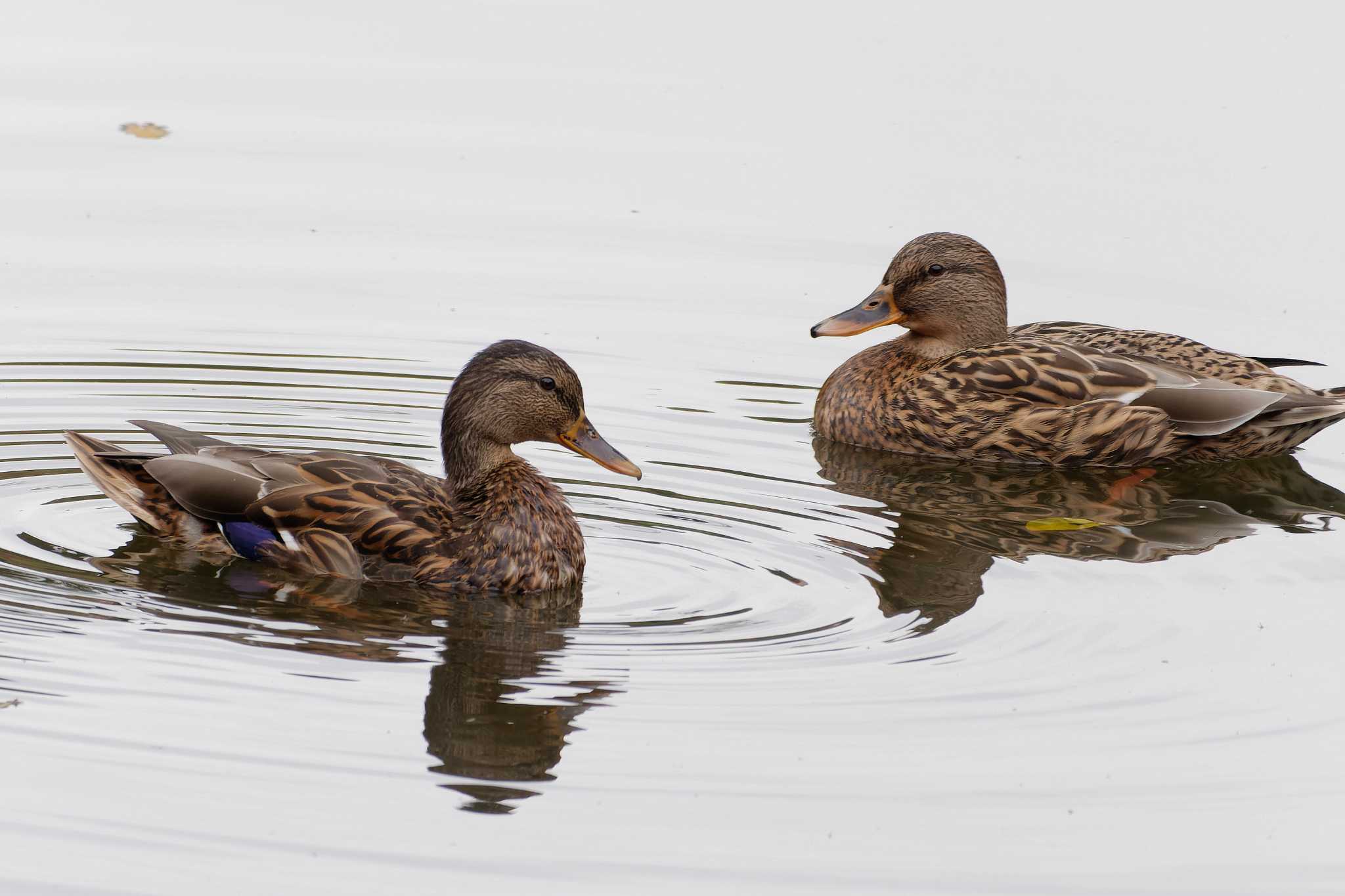 東京港野鳥公園 マガモの写真