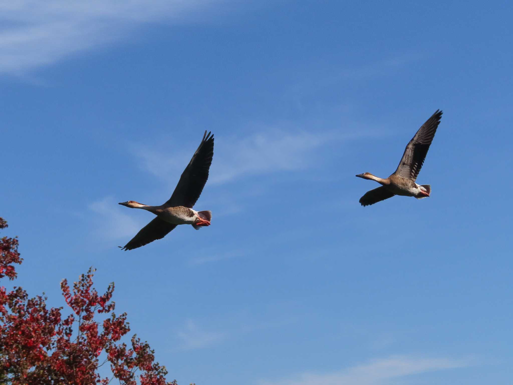 大池親水公園 サカツラガンの写真