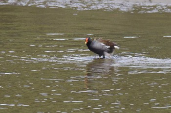 バン 東京港野鳥公園 2017年5月6日(土)