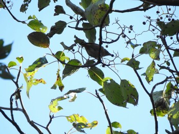 メジロ 花見川 2021年10月24日(日)