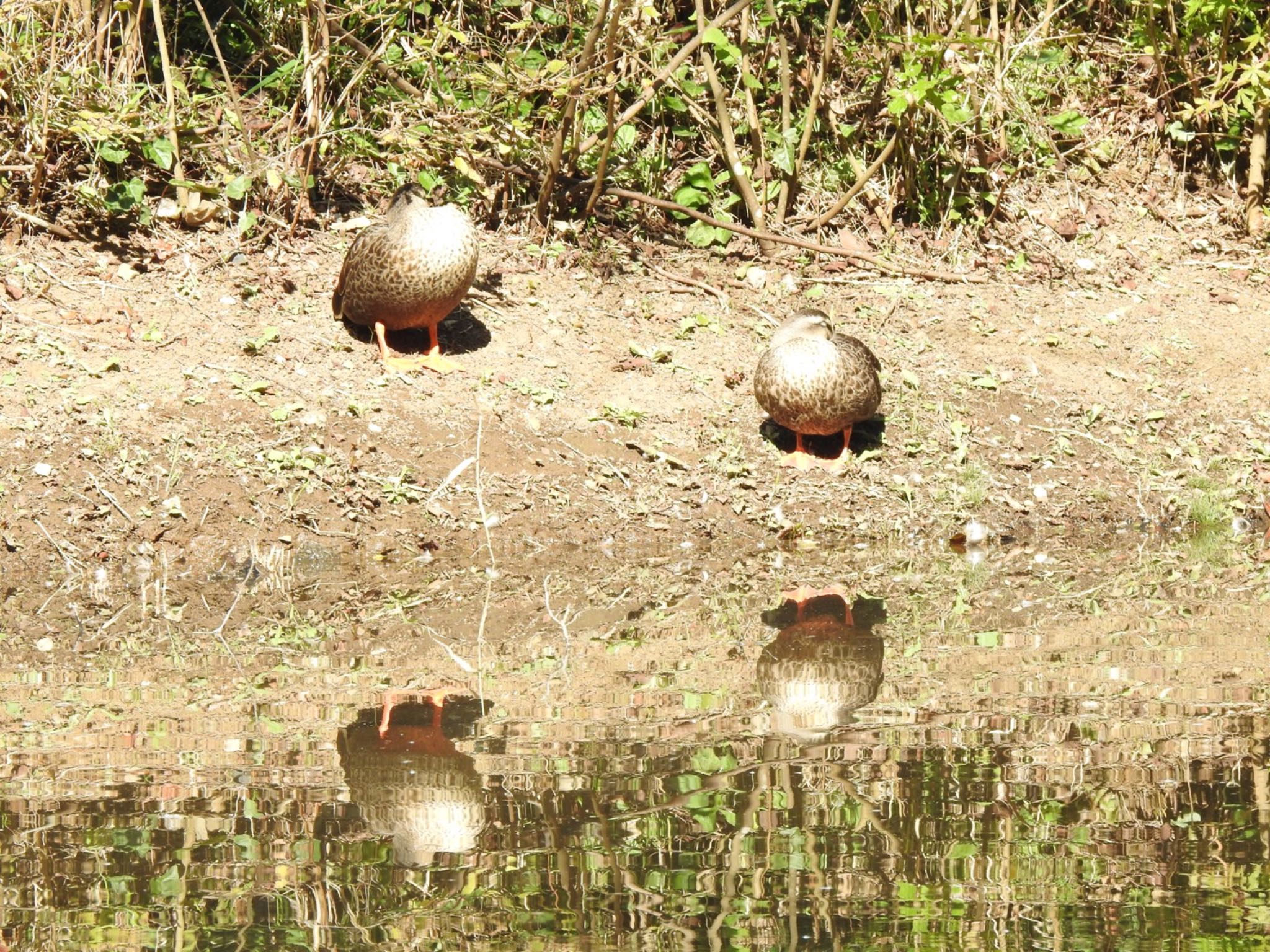 花見川 カルガモの写真