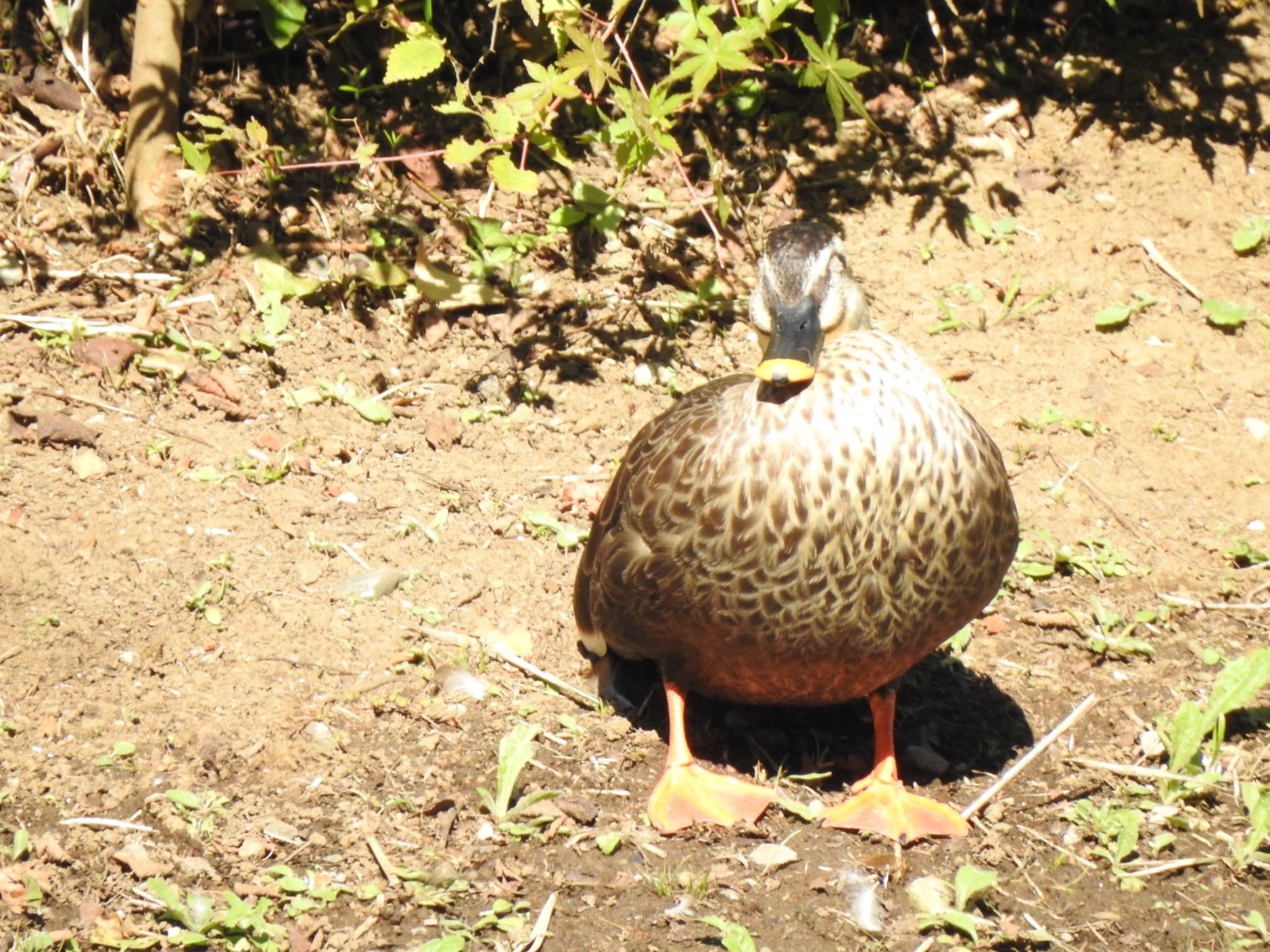 花見川 カルガモの写真 by Sota Kurashige