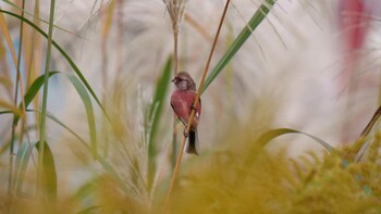 Siberian Long-tailed Rosefinch 淀川河川公園 Sun, 10/31/2021