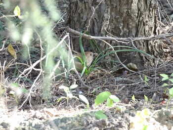 Vinous-throated Parrotbill 奥林匹克森林公園(北京) Sun, 10/31/2021