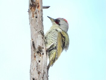 Japanese Green Woodpecker 青森市野木和公園 Sat, 10/30/2021