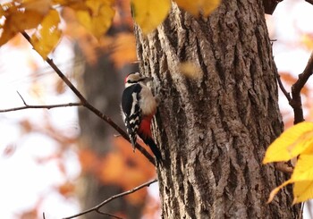 Great Spotted Woodpecker(japonicus) 錦大沼公園(苫小牧) Sun, 10/31/2021