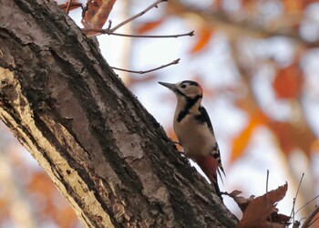 Great Spotted Woodpecker(japonicus) 錦大沼公園(苫小牧) Sun, 10/31/2021