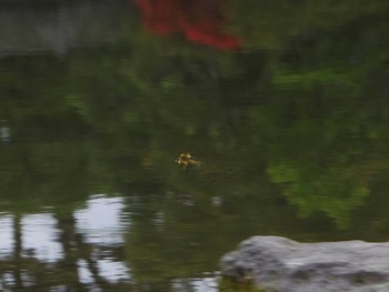 カワラヒワ 京都御所 2017年5月6日(土)