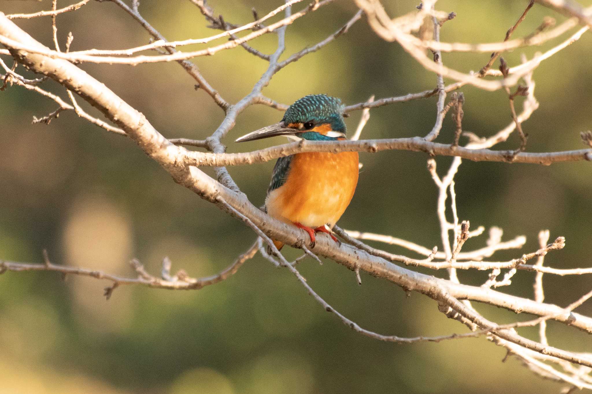 カワセミ