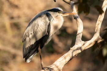 2021年2月2日(火) 三ツ池公園(横浜市鶴見区)の野鳥観察記録